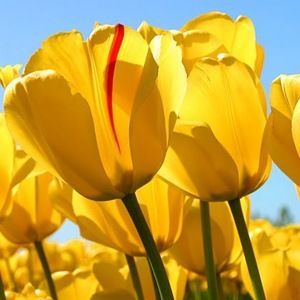 Meet your Posher, Ann